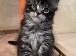 Maine Coon Alva Elza - Maine Coon Kitten For Sale - New York, NY, US