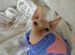 Strawberry - Sphynx Kitten For Sale - VA, US