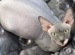 Sunshowers Litter - Sphynx Kitten For Sale - VA, US