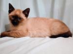 Traditional Seal Point Axel - Siamese Kitten For Sale - Travelers Rest, SC, US