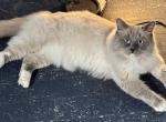 STUD SERVICE 2 - Ragdoll Cat For Sale - Mount Joy, PA, US