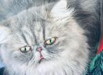 Amy of Towercastle - Persian Kitten For Sale - West Palm Beach, FL, US