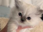 Bella - Himalayan Kitten For Sale - 