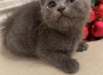 Kitten - Russian Blue Kitten For Sale - West Covina, CA, US