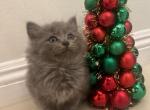 Kitty - Siberian Kitten For Sale - 