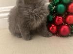 Kitty kitten - Siberian Kitten For Sale - 