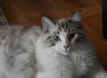 Romeo - Ragdoll Kitten For Sale - Kansas City, KS, US