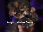 Maine Coon Kittens - Maine Coon Kitten For Sale/Service - Kansas City, KS, US