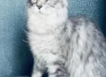 Pure Main Coon silver female - Maine Coon Kitten For Sale - FL, US