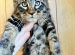 Bagel - Maine Coon Kitten For Sale - FL, US