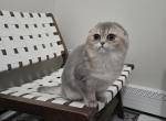 Chanel - Scottish Fold Kitten For Sale - 