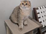 Coco - Scottish Fold Kitten For Sale - 