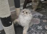 Queenie - Scottish Fold Kitten For Sale - Levittown, PA, US