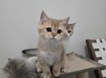 Cheddar - Scottish Straight Kitten For Sale - Levittown, PA, US