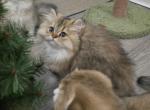 Sky - Scottish Straight Kitten For Sale - Levittown, PA, US