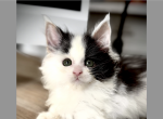 Jackson - Maine Coon Kitten For Sale - Marlton, NJ, US