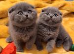 Blue Scottish fold kitty - Scottish Fold Kitten For Sale - 