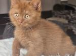 Edik - British Shorthair Kitten For Sale - Pembroke Pines, FL, US