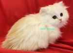 Peaches - Minuet Kitten For Sale - 