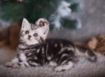 Moor - Scottish Straight Kitten For Sale - 