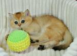 Sofi - British Shorthair Kitten For Sale - Brooklyn, NY, US