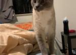 Free Female Siamese Cat - Siamese Cat For Adoption - Cedar Springs, MI, US