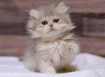 Merilin - British Shorthair Kitten For Sale - Brooklyn, NY, US