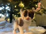 Calli - Sphynx Kitten For Sale - Indianapolis, IN, US