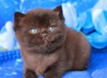 Bagira - British Shorthair Cat For Sale - Brooklyn, NY, US