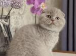 Pinky Pie - Scottish Fold Kitten For Sale - Brooklyn, NY, US