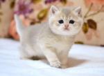 Santa - British Shorthair Kitten For Sale - Brooklyn, NY, US