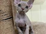 Disney - Devon Rex Kitten For Sale - Brooklyn, NY, US