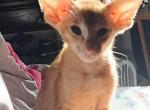 Dumbo - Oriental Kitten For Sale - Clinton, IL, US