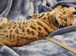 HIBERNIAN LYNX Leopard Girl - Highlander Kitten For Sale - 