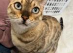 Aspen - Bengal Cat For Adoption - Beaumont, TX, US