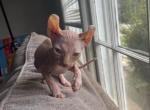 Zaras Litter - Sphynx Kitten For Sale - Atlanta, GA, US