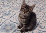 Tiger claw - Domestic Kitten For Sale - 