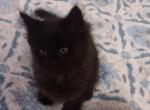 Boo boo - Domestic Kitten For Sale - 