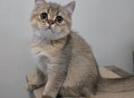 Chucky - Scottish Straight Kitten For Sale - Levittown, PA, US