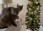 Teddy & Coco - Scottish Straight Kitten For Sale - Beaverton, OR, US