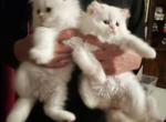 Pure British semiLonghair - British Shorthair Kitten For Sale - Carmel, IN, US