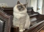 Ms Pearl Available - Ragdoll Kitten For Sale - Mount Vernon, WA, US