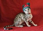 Nutmeg Savannah Female Holiday Special - Savannah Kitten For Sale - Las Vegas, NV, US