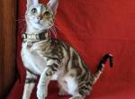 Bonnie Holiday Special - Savannah Kitten For Sale - Las Vegas, NV, US