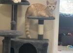 Nugget and Cheeto - Domestic Kitten For Adoption - Lake Worth, FL, US