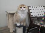 Lollipop - Scottish Fold Kitten For Sale - Levittown, PA, US