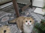 Tiktok - Scottish Fold Kitten For Sale - Levittown, PA, US