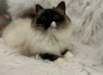 Brownie - Ragdoll Kitten For Sale - Mount Vernon, WA, US