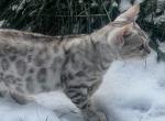 Silver Bengals female - Bengal Kitten For Sale - 