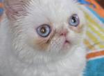 Bambino - Exotic Kitten For Sale - Gurnee, IL, US